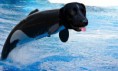 /album/fotogaleria/dog-orca-e-jpg/