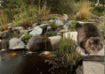 /album/fotogaleria/rivercat-gif/