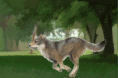 /album/fotogaleria/wolf-gif/